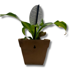 Terrarium Plant - Novelty Planter Rabbit
