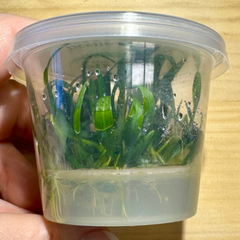 Tissue Culture - Echinodorus Tennellus