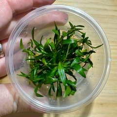 Tissue Culture - Echinodorus Tennellus