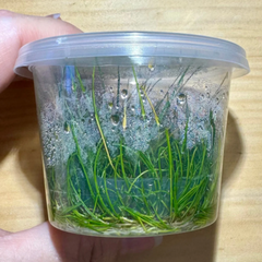Eleocharis Acicularis (Mini) Tissue Culture