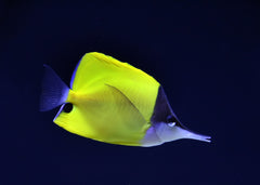 yellow longnose butterflyfish | Marine fish for sale | Coburg Aquarium