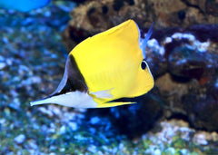 yellow longnose butterflyfish | Marine fish for sale | Coburg Aquarium