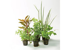 Assorted Hydroponic in Mesh Pot