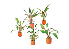 Cryptocoryne (Assorted) in Terracotta Pot