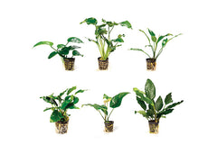 Anubias (Assorted) in Mesh Pot - assorted