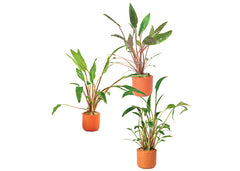 Cryptocoryne (Assorted) in Mesh Pot