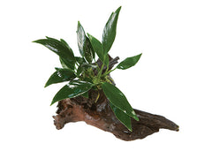 Anubias on Driftwood