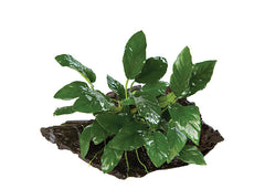 Anubias on Driftwood