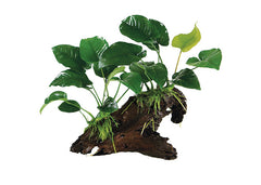 Anubias on Driftwood
