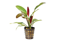 Sword (Assorted) in Mesh Pot