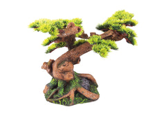 Kazoo - Bonsai Plant