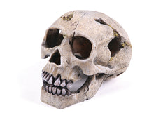 Kazoo Skull
