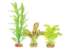Kazoo Silk Plant Multipack 2
