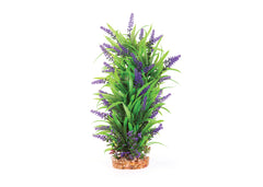 Kazoo Thin Leaf With Purple Flower Combination Plant
