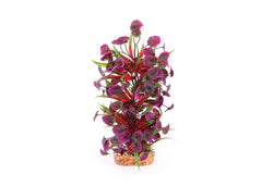 Kazoo Thin Leaf With Maroon Flower Combination Plant