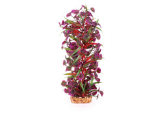 Kazoo Thin Leaf With Maroon Flower Combination Plant
