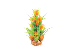 Kazoo Thin Leaf With Orange Flower Combination Plant