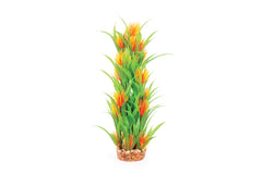 Kazoo Thin Leaf With Orange Flower Combination Plant