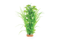 Kazoo Thin Leaf With Spot Flower Combination Plant