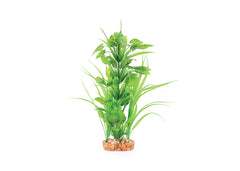 Kazoo Thin Leaf With Spot Flower Combination Plant