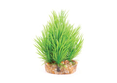 Kazoo Mini Plants Assorted