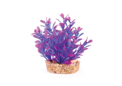 Kazoo Mini Plants Assorted