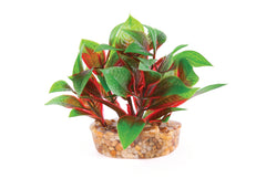 Kazoo Mini Plants Assorted