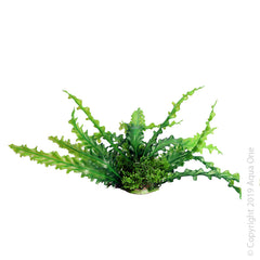 Aqua One Ecoscape Ruffled Lace Plant
