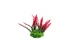 red Aqua One Ecoscape Ruffled Lace Plant