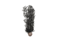 biOrb Sea Fan