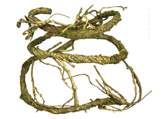 Reptile One Plant Reptile Vine-jungle Twist Moss