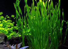 Mini Vallisneria