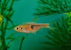 Coburg Aquarium | Hengels Rasbora | Shop live aquarium fish online