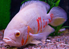 Albino Oscar Cichlid | American Cichlid | Live fish online | coburgauqarium.com.au｜Aquarium FIsh for sale | Tropicah fish store | African Cichlid | Freshwater Fish | Coburg Aquarium