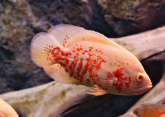 Albino Oscar Cichlid | American Cichlid | Live fish online | coburgauqarium.com.au|Aquarium FIsh for sale | Tropicah fish store | African Cichlid | Freshwater Fish | Coburg Aquarium