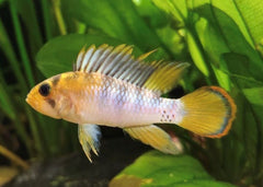 Apistogramma Ink 50 | Apistogramma Baenschi | American Cichlid | Freshwater FIsh for sale | Buy aquarium Fish | LIve fish | Tropcial fish online| Coburg Aquarium | Dwarf Cichlid