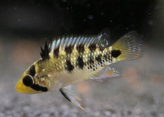 Apistogramma Ink 50 | Apistogramma Baenschi | American Cichlid | Freshwater FIsh for sale | Buy aquarium Fish | LIve fish | Tropcial fish online| Coburg Aquarium | Dwarf Cichlid