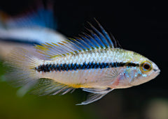 Apistogramma Trifasciata | Dwarf Cichlid for Sale | American Cichlid | Freshwater FIsh for sale | Buy aquarium Fish | LIve fish | Tropcial fish online| Coburg Aquarium