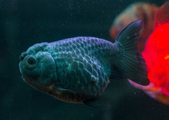 Black Ranchu, dark fish with sagging or puffy faces