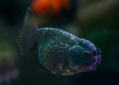 Black Ranchu, dark fish with sagging or puffy faces