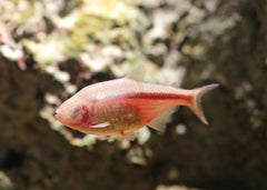 Blind Cave Tetra | Coburg Aquarium | Live Fish Online Delivery | Tropical fish