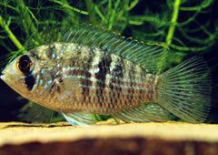 Blue Acara | Aquarium Shop | Aquarium Fish | Live fish online | coburgauqarium.com.au｜Aquarium FIsh for sale | Tropicah fish store | Freshwater Fish | Coburg Aquarium