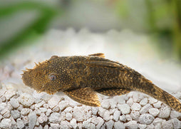 Bristlenose Catfish | Freshwater Fish | coburgaquarium.com.au | Live Fish in Australia | Tropical Fish | Plants | Aquaponics | Coburg Aquarium |Better Price