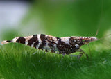 Chameleon Shrimp - Special 10 for $60