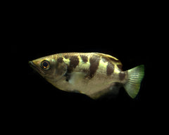 Coburg Aquarium | Australian Native Fish | Shop Live Fish | Archer Fish
