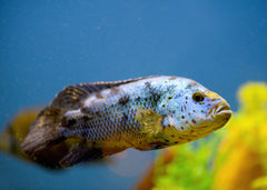 Coburg Aquarium | Electric Blue Jack Dempsey | American Cichlid | Shop Live Fish online