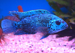 Coburg Aquarium | Electric Blue Jack Dempsey | American Cichlid | Shop Live Fish online