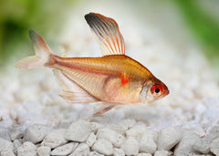 Bleeding Heart Tetra | Coburg Aquarium | Shop Live Fish Online | Tropical Fish