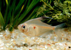 Bleeding Heart Tetra | Coburg Aquarium | Shop Live Fish Online | Tropical Fish