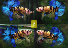 Candy Nemo Halfmoon Plakat Betta Fish | Coburg Aquarium | Shop live fish online | Tropical Fish